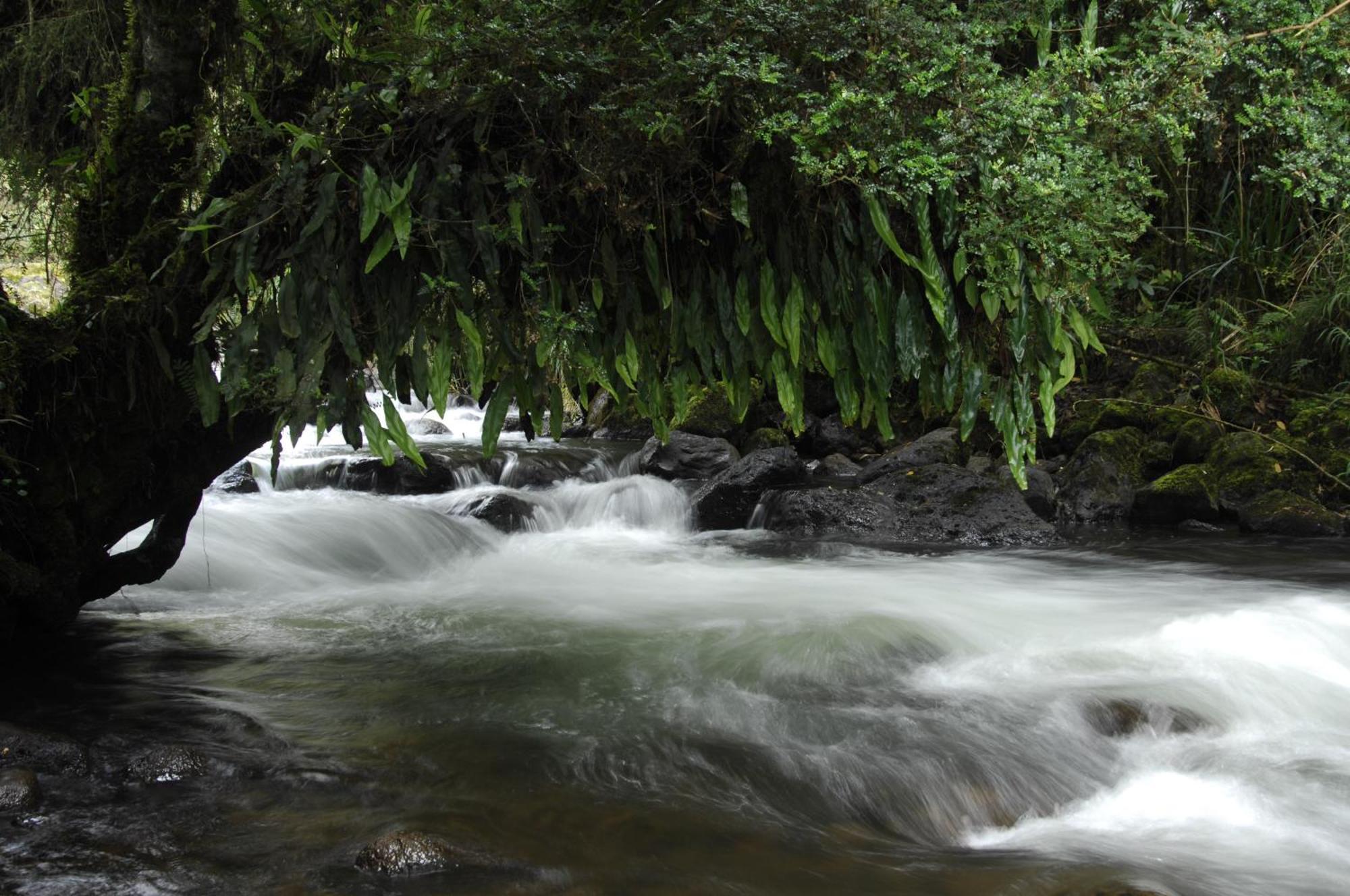 Termas De Papallacta Luaran gambar A river in the rain forest